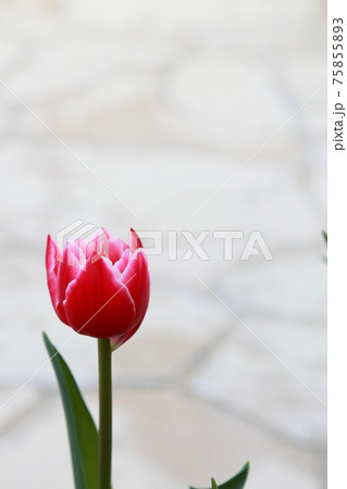 チューリップと石畳 75855893