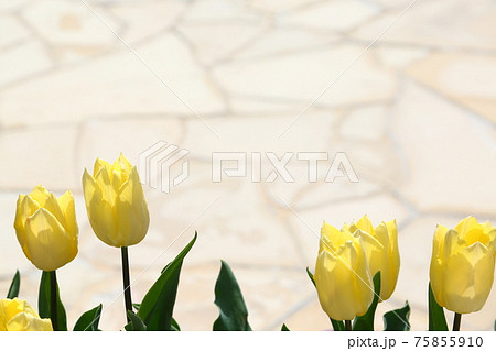 チューリップと石畳 75855910
