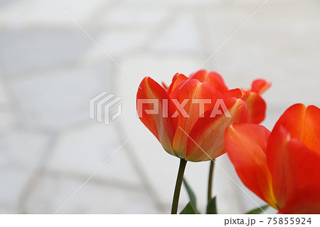 チューリップと石畳 75855924