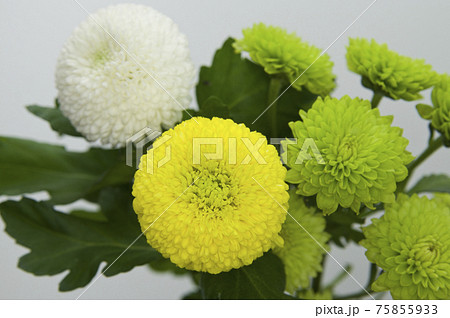 白色 黄色 緑色のポンポンマムの花がさいています の写真素材