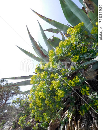 イタリア チンクエテッレのマナローラの花 イタリア チンクエテッレのマナローラの花 75855980