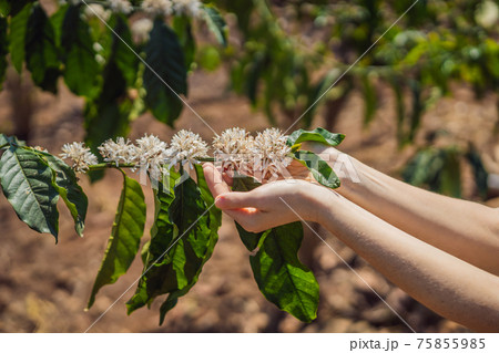 The woman is watching Coffee tree blossom with white color flower close up view The woman is watching Coffee tree blossom with white color flower close up view 75855985