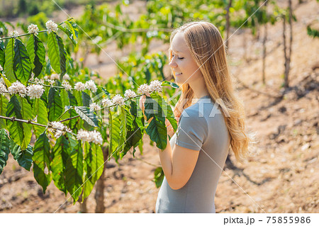 The woman is watching Coffee tree blossom with white color flower close up view The woman is watching Coffee tree blossom with white color flower close up view 75855986