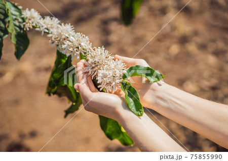 The woman is watching Coffee tree blossom with white color flower close up view The woman is watching Coffee tree blossom with white color flower close up view 75855990