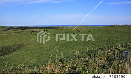 宗谷丘陵（北海道稚内市） 75855994