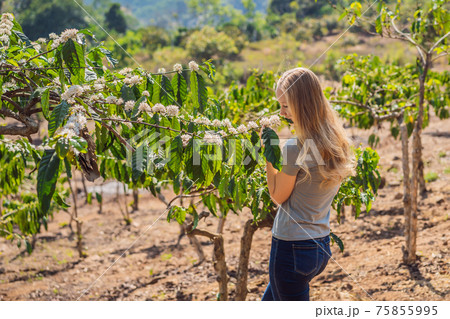 The woman is watching Coffee tree blossom with white color flower close up view 75855995