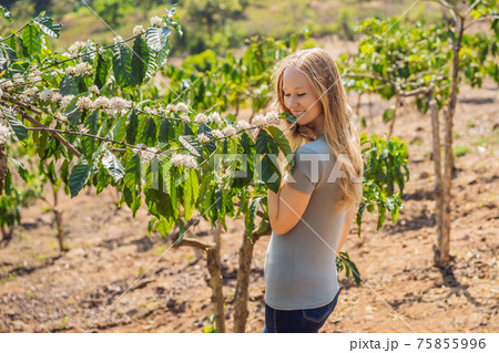 The woman is watching Coffee tree blossom with white color flower close up view The woman is watching Coffee tree blossom with white color flower close up view 75855996