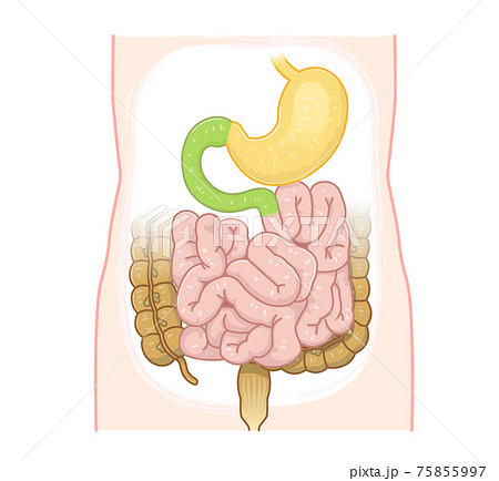 大腸 小腸 胃 十二指腸のイラストのイラスト素材