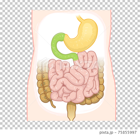 Illustration of large intestine, small intestine, stomach, duodenum Illustration of large intestine, small intestine, stomach, duodenum 75855997