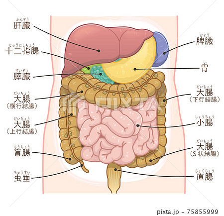大腸 小腸 肝臓 胃のイラスト テキスト付き のイラスト素材