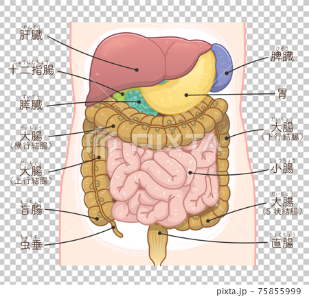 大腸 小腸 肝臓 胃のイラスト テキスト付き のイラスト素材