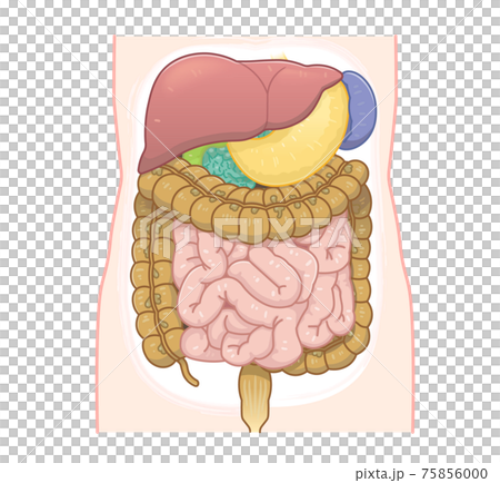 大腸 小腸 肝臓 胃のイラストのイラスト素材