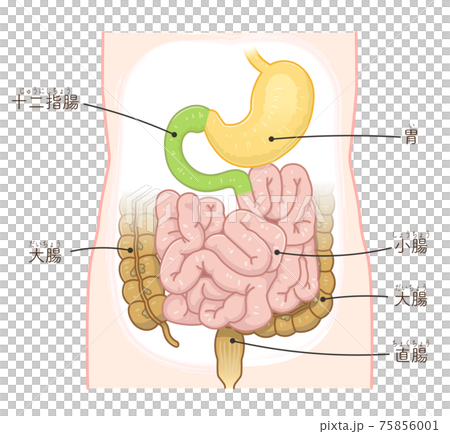 Illustration of large intestine, small intestine, duodenum (with text) 75856001