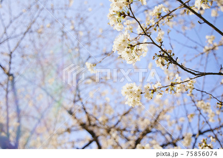 春 桜 虹 75856074