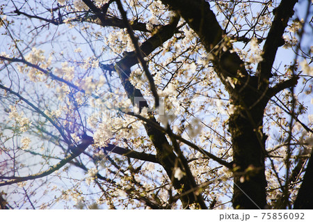 春 桜 虹 春 桜 虹 75856092