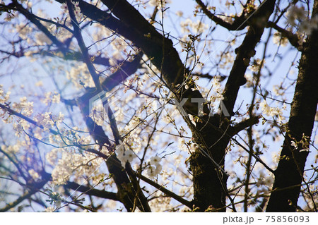 春 桜 虹 75856093