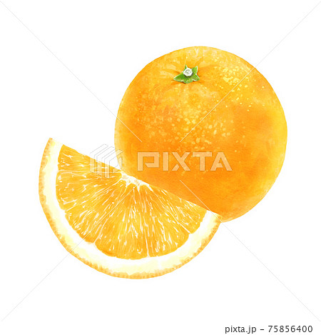 オレンジの1つと4分の1のイラスト のイラスト素材