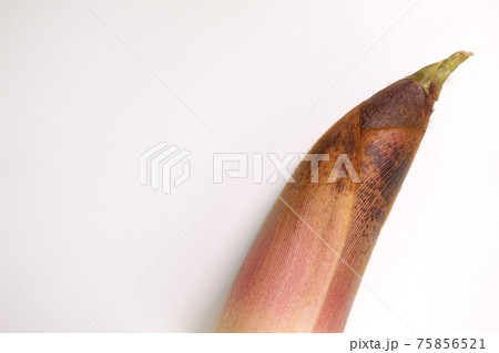 タケノコ　たけのこ　竹の子　筍 75856521