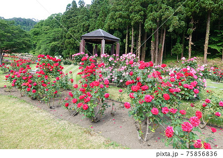 バラ 薔薇 ばら 東沢バラ公園 バラ 薔薇 ばら 東沢バラ公園 75856836