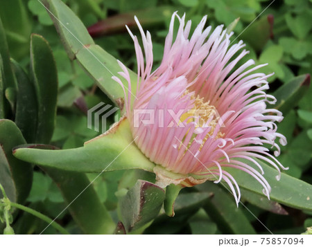 ユーラシア大陸の最西端　ロカ岬　ピンクのバクヤギク 75857094