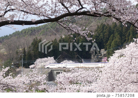 桜エクスプレス 山形新幹線 つばさ 桜エクスプレス 山形新幹線 つばさ 75857208