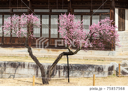 梅 建具 花 75857568