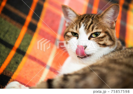 さすけ　1歳8ヶ月 75857598