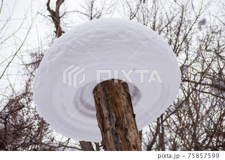 北海道の冬景色 森の木に積もった雪 75857599