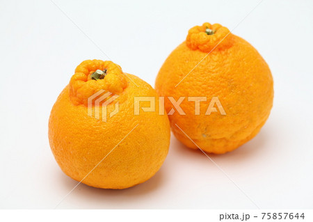 デコポン 75857644