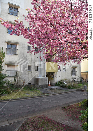 消えゆく昭和の団地 75857917