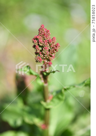 スイバ（酸葉）の花 75858023