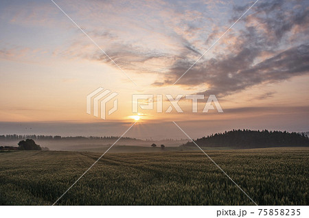 夏の美瑛町美馬牛の日の出の風景 夏の美瑛町美馬牛の日の出の風景 75858235