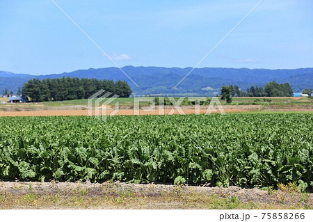 北海道の風景「甜菜畑」（北海道由仁町） 75858266
