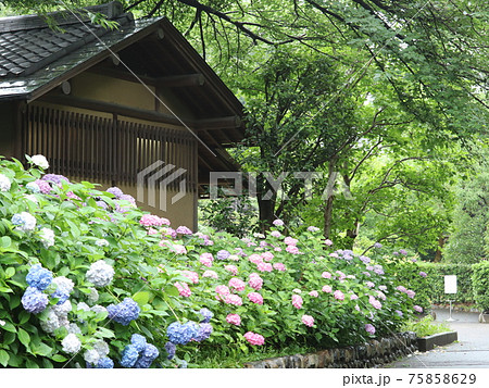 雨の古民家と紫陽花 雨の古民家と紫陽花 75858629