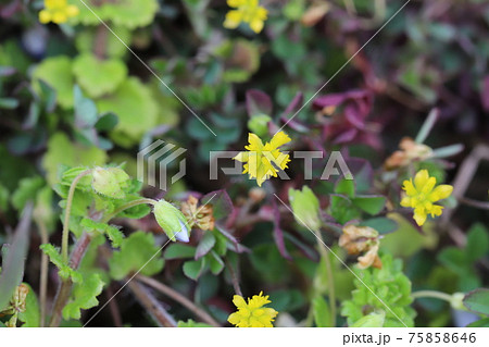 早春の花壇に咲くコメツブツメクサの黄色い花 75858646
