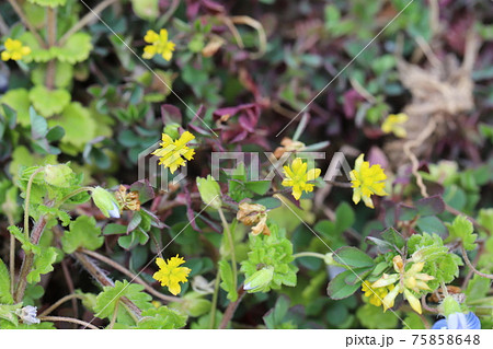早春の花壇に咲くコメツブツメクサの黄色い花 早春の花壇に咲くコメツブツメクサの黄色い花 75858648