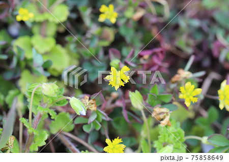 早春の花壇に咲くコメツブツメクサの黄色い花 75858649