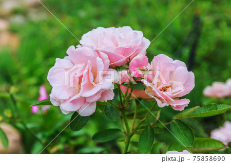 Pink roses 75858690