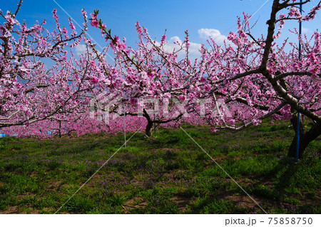 春の花咲く山梨県甲州市 春の花咲く山梨県甲州市 75858750