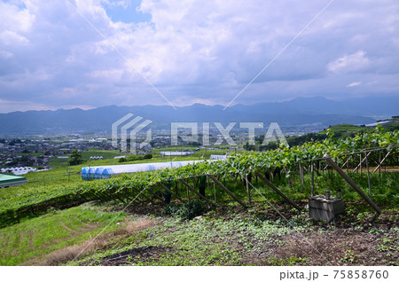 初夏の山梨県甲州市勝沼ぶどう郷 75858760