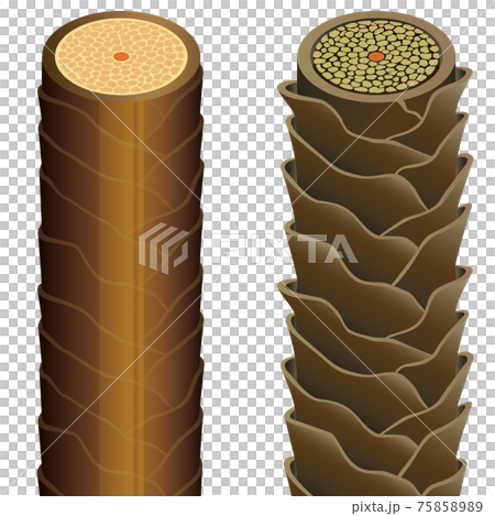 hair, cross-section, sectional 75858989