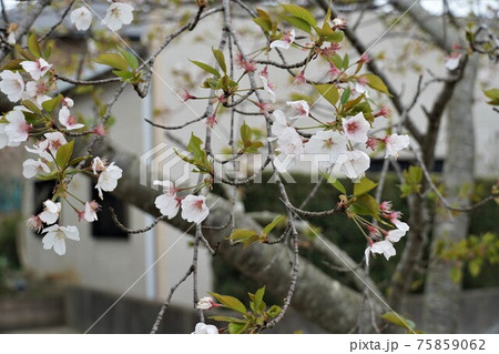 春 茨城県神栖市の街路樹 桜咲く山桜の風景・イメージ 春 茨城県神栖市の街路樹 桜咲く山桜の風景・イメージ 75859062