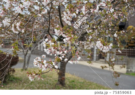 春 茨城県神栖市の街路樹 桜咲く山桜の風景・イメージ 春 茨城県神栖市の街路樹 桜咲く山桜の風景・イメージ 75859063