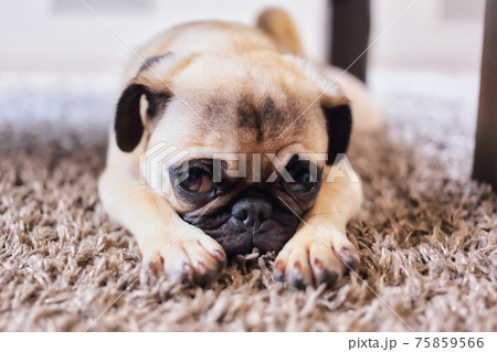 寝起きの犬の写真素材