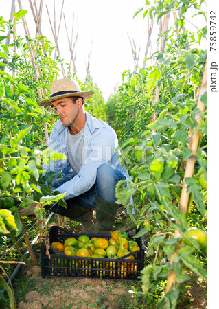 Male farmer collect harvest ripe tomatoes on the field Male farmer collect harvest ripe tomatoes on the field 75859742