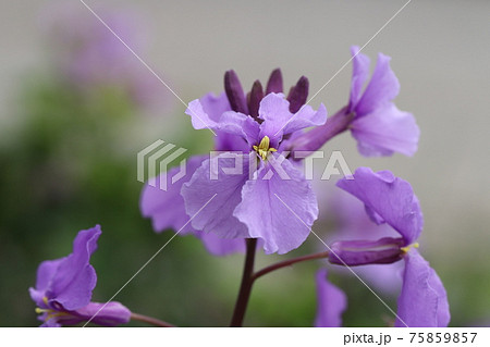 早春の花壇に咲くオオアラセイトウの紫色の花 75859857