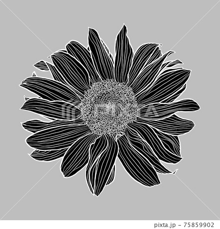 Sunflower flower black silhouette and white linear drawing on grey background, digital art, vector graphics. Design element for cards, invitations, banners, posters, prints. 75859902