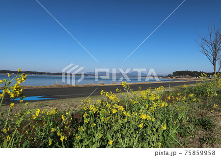 霞ヶ浦護岸の菜の花と筑波山 75859958