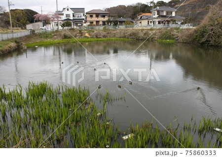 水鳥のいる池 75860333