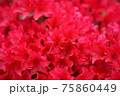 燃えるような真っ赤なつつじ 75860449